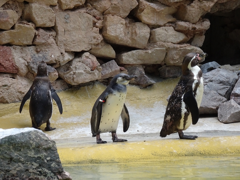 DSC06256.JPG - Kommen wir nun zu den Pinguinen...