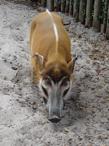 DSC06278.JPG - Ein Pinselohr-Schwein...