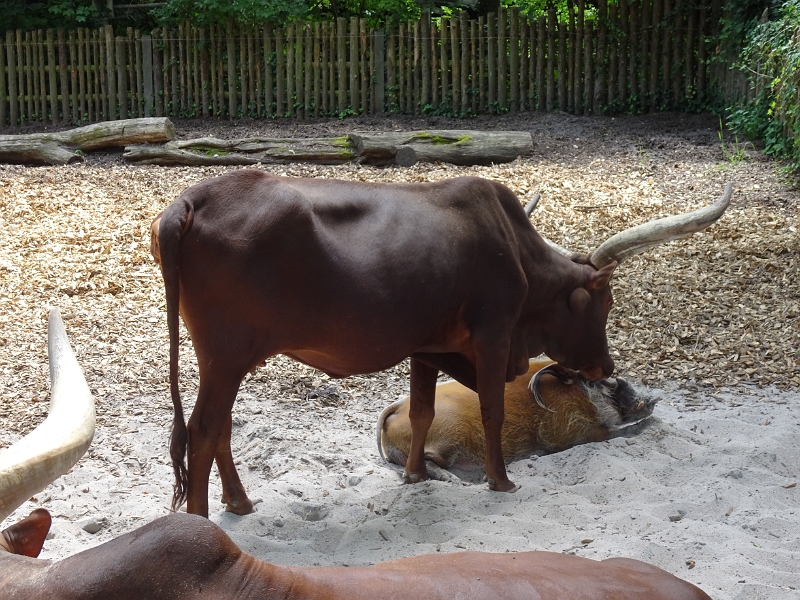 DSC06279.JPG - ...und dessen Kollege, der sich von einem "Hornochse" ablecken lässt!