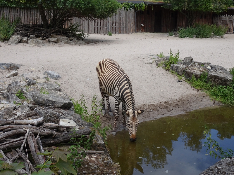 DSC06282.JPG - Das Zebra hat Durst!