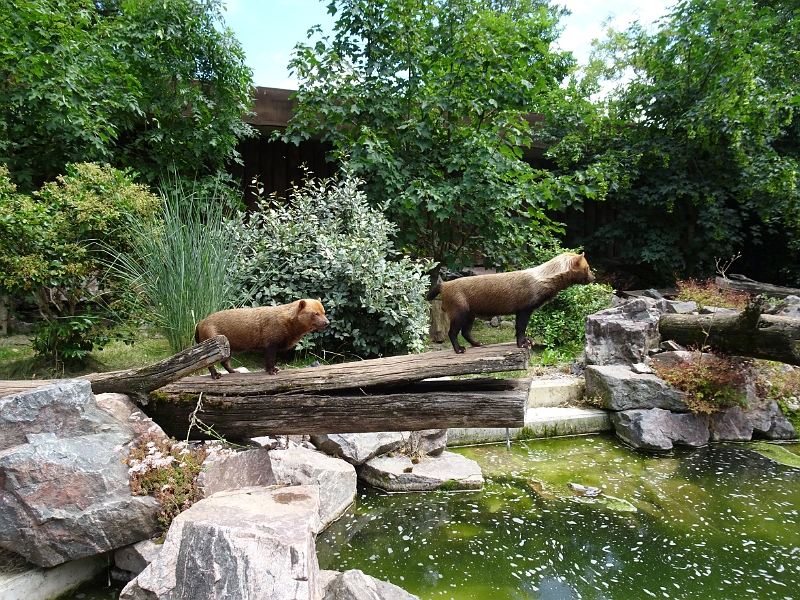 DSC06293.JPG - Was sind das denn für Tiere?!?