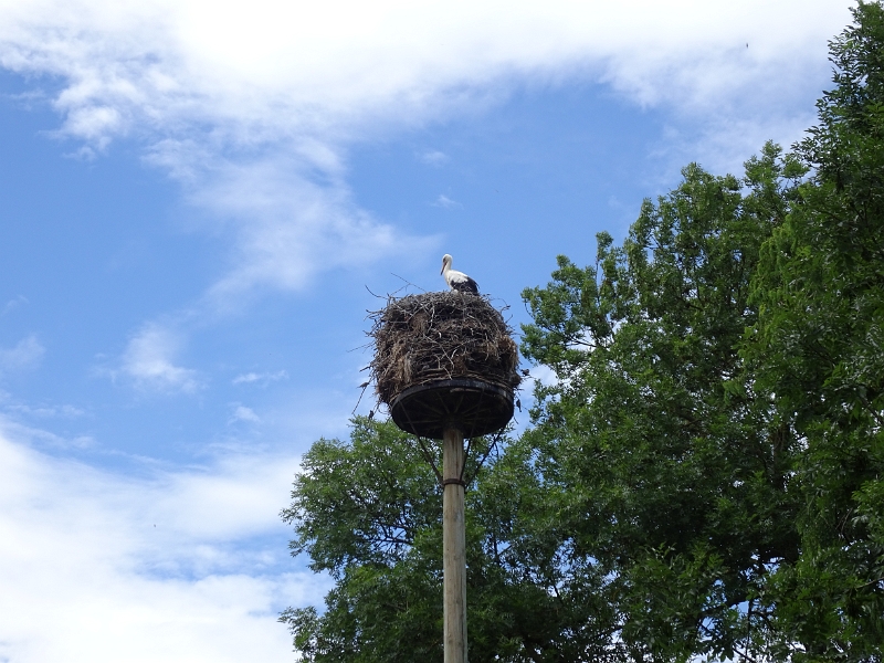 DSC06299.JPG - Der Storch in seinem Nest.