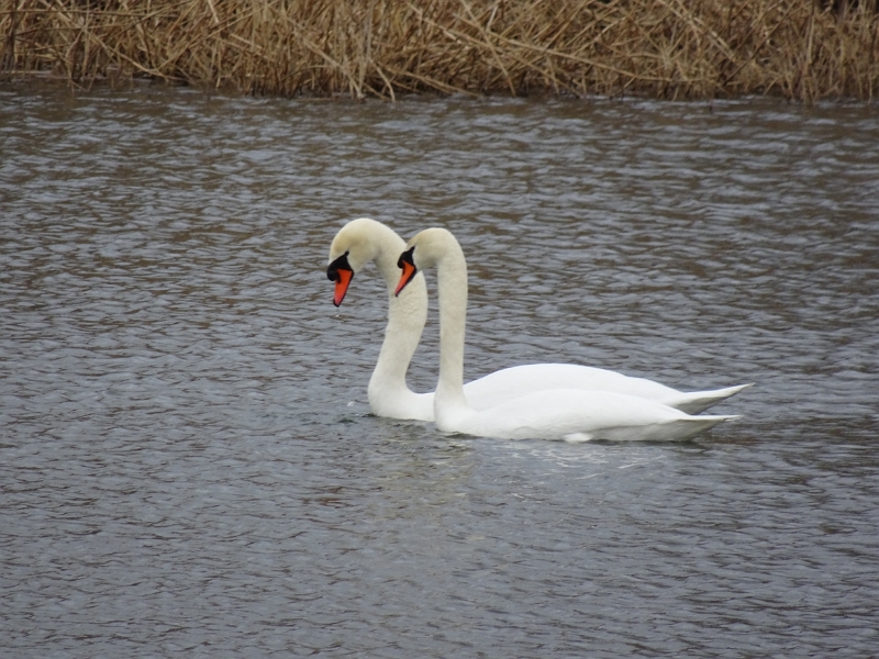 DSC03497.JPG - Mein lieber Schwan... Die Kurtaxe beträgt €2,40 pro Person und Tag!!!