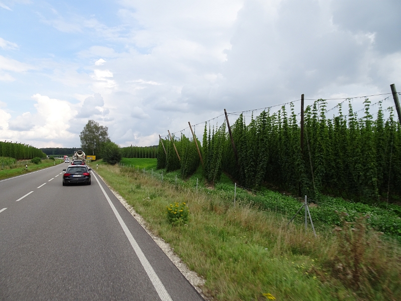 DSC07185.JPG - Nun sind wir auf dem Weg nach Abensberg. Unterwegs kommen wir an riesigen Hopfenfeldern vorbei.