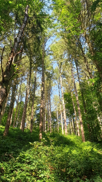 20211002_123035.jpg - Weiter gehts durch wunderschöne Wälder...