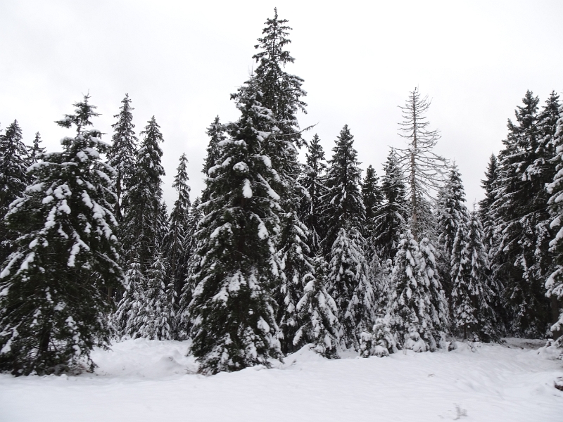 DSC01845.JPG - Die schneebedeckten Tannen in der Weihnachtszeit passen absolut ins Bild.