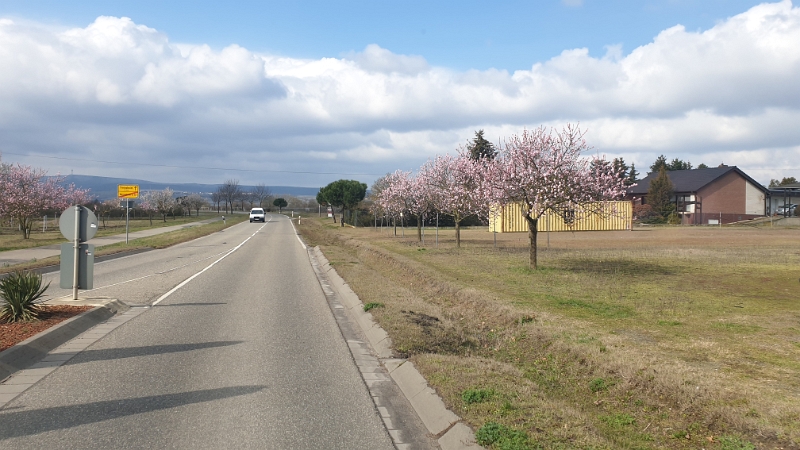 20210319_110423.jpg - Am nächsten Tag sind wir dann gegen Mittag weitergefahren und freuen uns über die Sonne und die Kirschblüte...