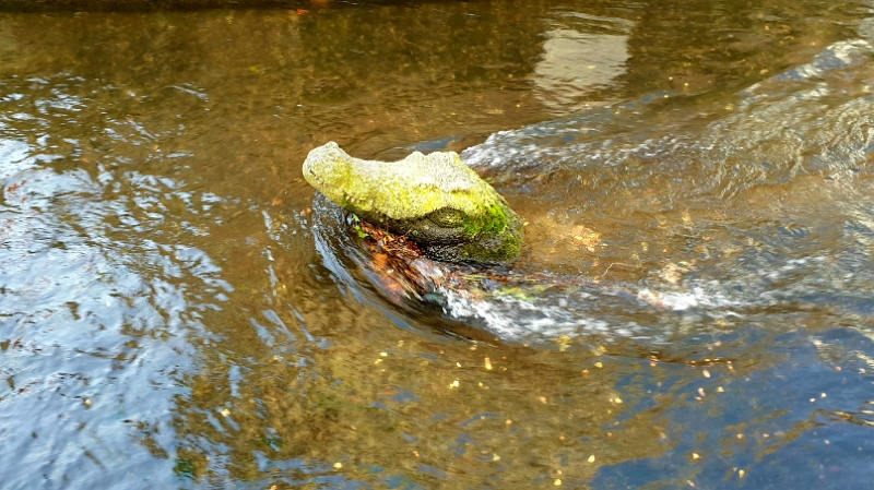 20220101_162906.jpg - Im Gewerbekanal bei der Gerbersau entdecken wir ein Krokodil.