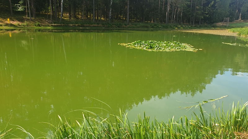 20220806_114211.jpg - Unzählige Teiche, Weiher und Seen gibt es hier in der Umgebung.