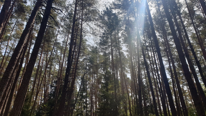 20220806_115610.jpg - Im Wald ist es angenehm kühl.