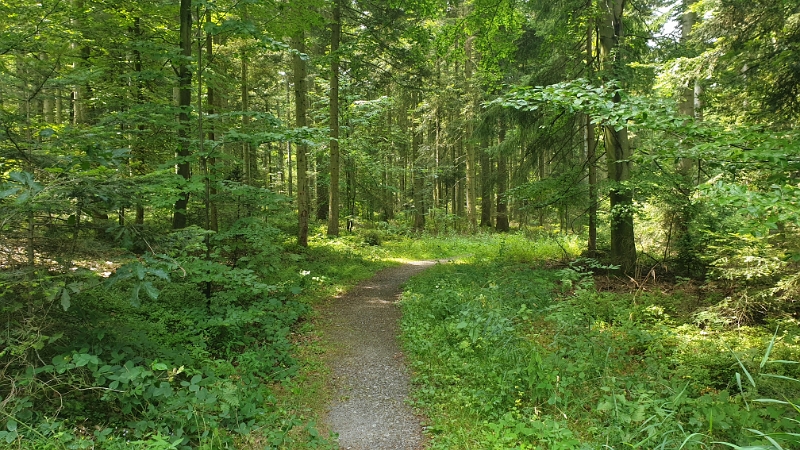 20220723_124738.jpg - Wir wollen uns den Ort anschauen und laufen zunächst einmal in den Wald...