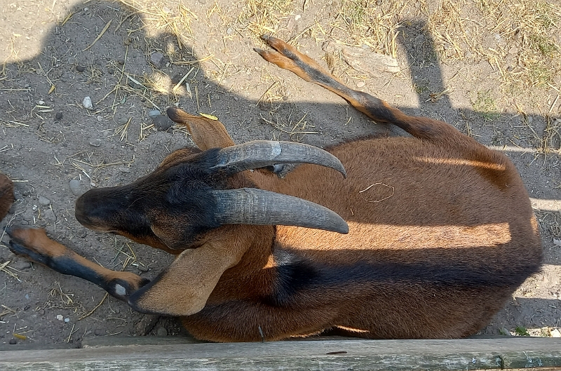 20230617_131355.jpg - Jetzt besuchen wir noch kurz den "Streichelzoo"...