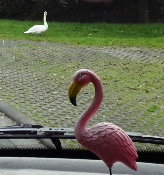 DSC05953.JPG - Am nächsten Morgen müssen wir uns leider auf den Heimweg machen.Schwan vs. Flamingo?!? :-)