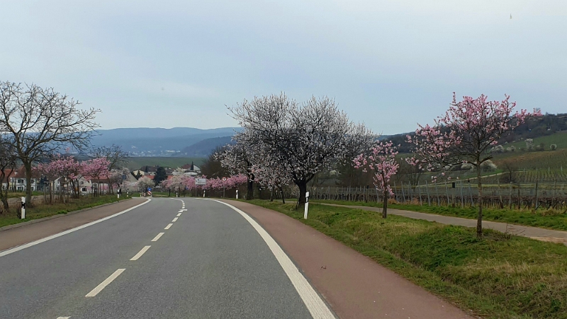 20240310_152759.jpg - Am nächsten Tag sind wir dann über Weisenheim- sowie Herxheim am Berg nach Kallstadt gefahren. Die Mandelbäume stehen gerade in voller Blüte!