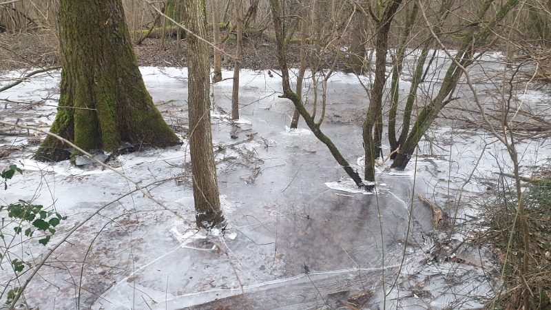 20240113_121446.jpg - Das Hochwasser in den Rheinauen ist gefroren...