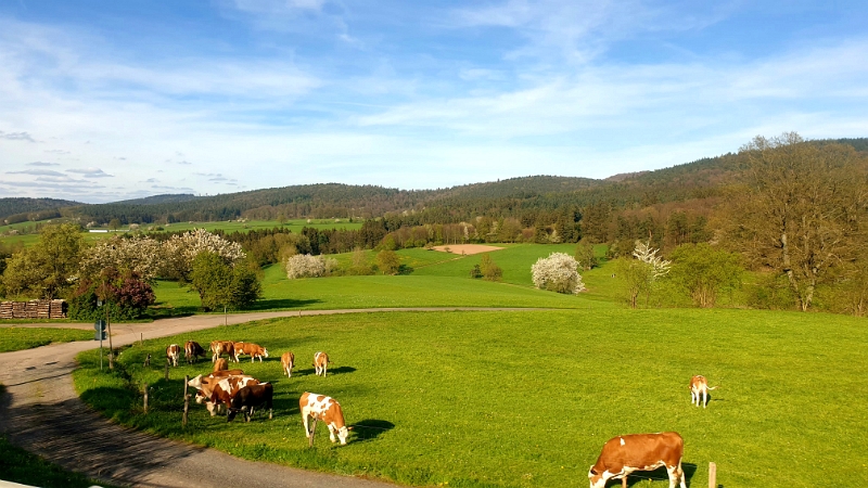 20240414_151131.jpg - Also rufen wir den "eigentlichen" Plan wieder ins Leben und fahren in den Odenwald...