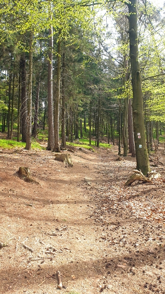 20240414_154529.jpg - ...saumäßig steil den Berg rauf...