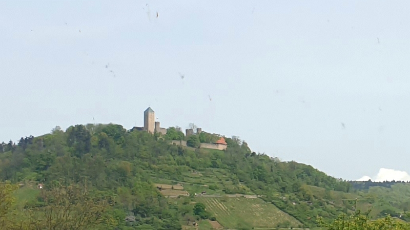 20240414_162649.jpg - ...und der Burg Starkenburg bei Heppenheim...