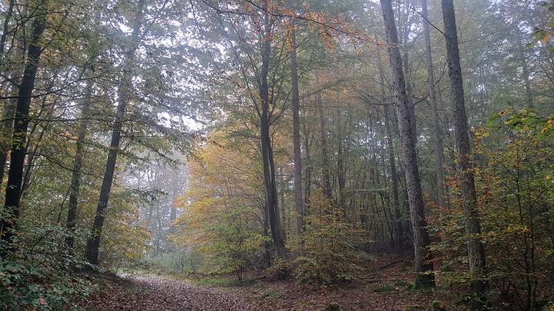 20241019_102239.jpg - ...das nenn ich mal Herbstwetter.