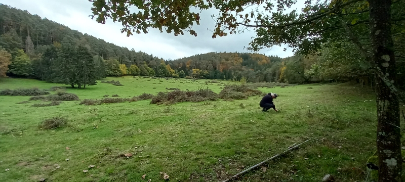 20241019_123606.jpg - Auf einer Weide hinter einem Elektrozaun sehen wir ganz viel von "unseren Pilzen". Ich bin dann mal "Elfengleich" über den Zaun gehüpft...