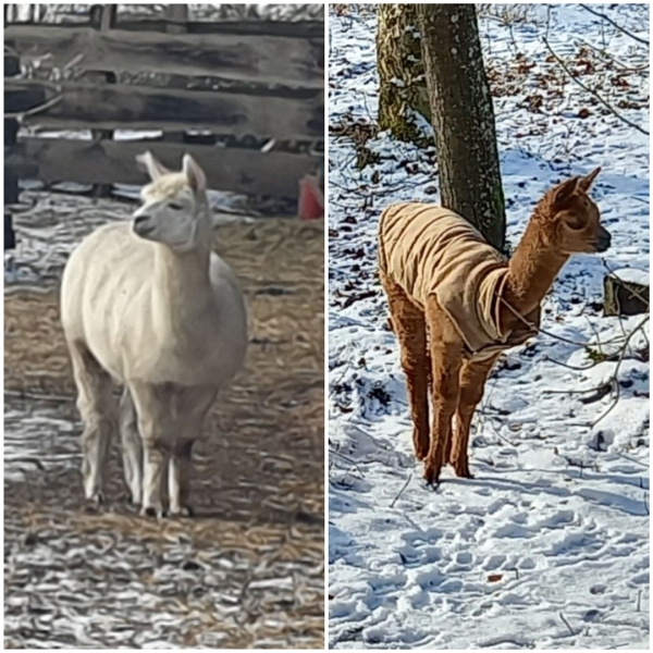 20240120_145907.jpg - Das Baby-Alpaka muss ein Mäntelchen tragen weil es soooo kalt ist!