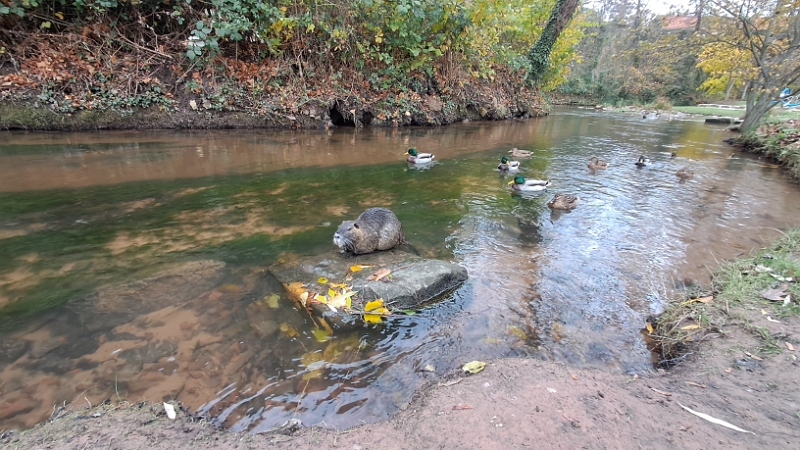 20241123_144605.jpg - ...und laufen dann später am Floßbach entlang...