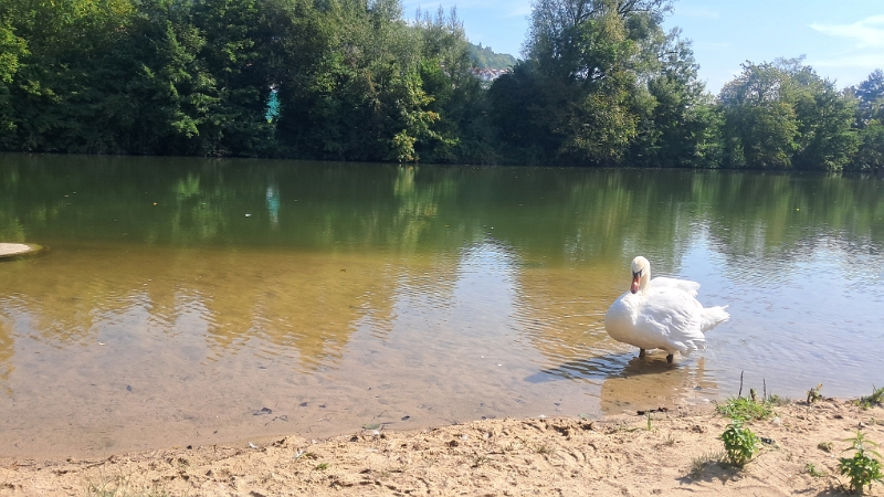 20240901_110620.jpg - Ein Schwan findet den Zugang zum Kocher wohl auch ganz gut!?! ;-)