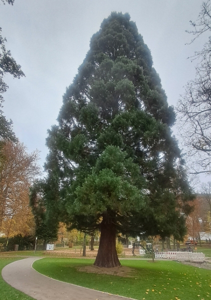 20241101_122726.jpg - Durch den Kurpark...