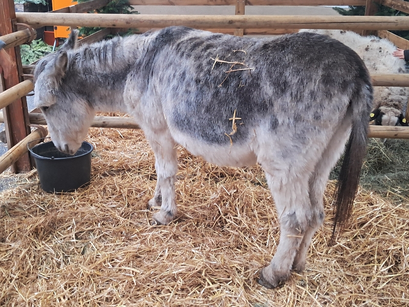 20251206_134645.jpg - Esel und Schafe sind auch wieder da!