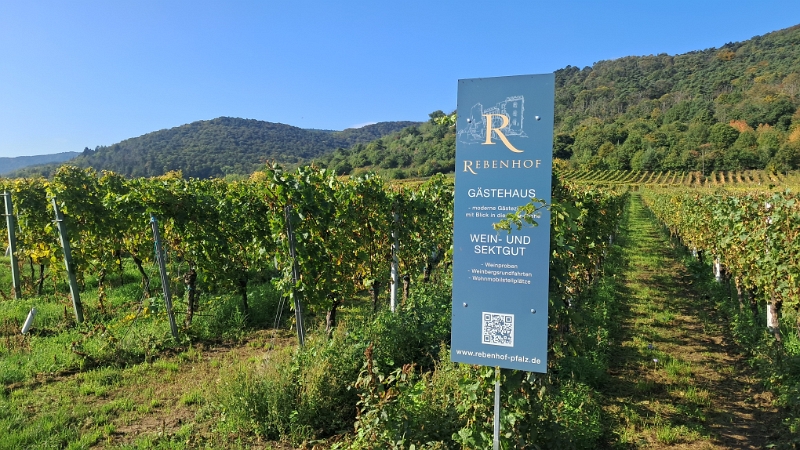 20251011_114443.jpg - Aha, das wächst unser Wein, den wir heute Abend trinken! ;-)