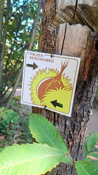 20251011_123116.jpg - ...kaum erreichen wir den Pälzer Keschdeweg...