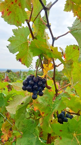 20251012_114504.jpg - Sonntag vormittag...