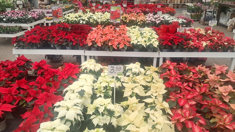 20251116_124927.jpg - ...wow, sooo viele "Weihnachtssterne"!