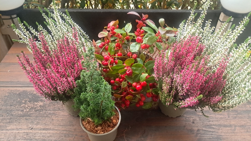 20251116_141900.jpg - Wir pflanzen dann noch unsere "Beute" ein, machen den Balkon sauber und hängen dabei die Weihnachtsbeleuchtung auf.