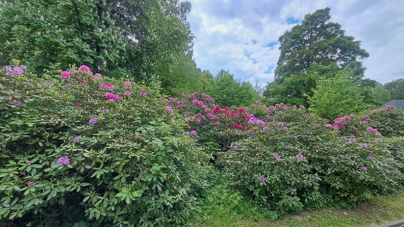 20250517_141706.jpg - ...ein paar Meter, vorbei an den blühenden Rhododendren (Schreibt man das so?!?)...