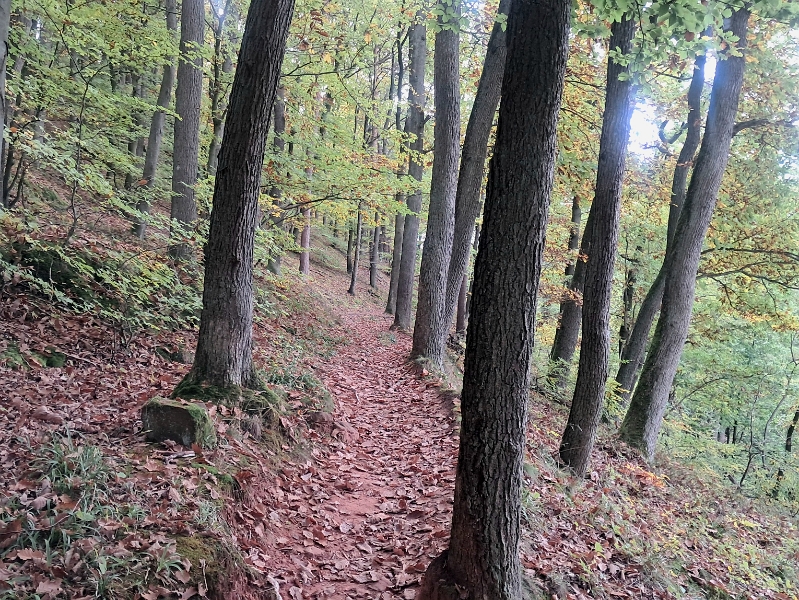 20251018_113816.jpg - Die ersten Kilometer geht es ausschließlich den Berg RAUF.