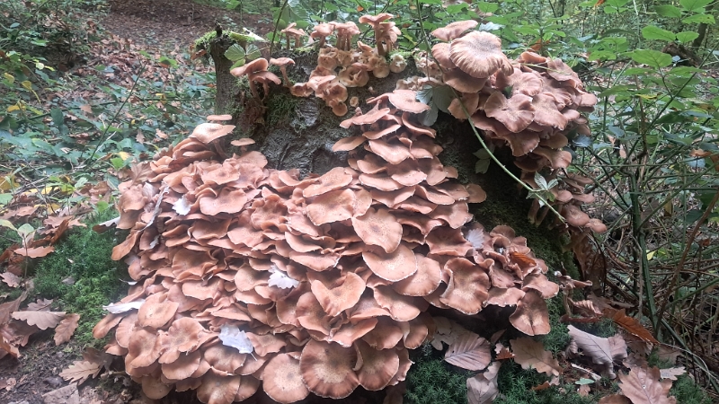 20251018_114707.jpg - Wow, wir entdecken sooo viele Pilze!
