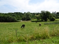 DSC06768