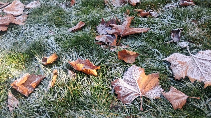 20251123_112536.jpg - ...kann man trotz Sonne erkennen, wie kalt es ist! *brrrr*