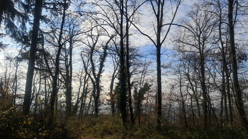 20251123_134336.jpg - Im Nußlocher Wald laufen wir eine kleine Runde...