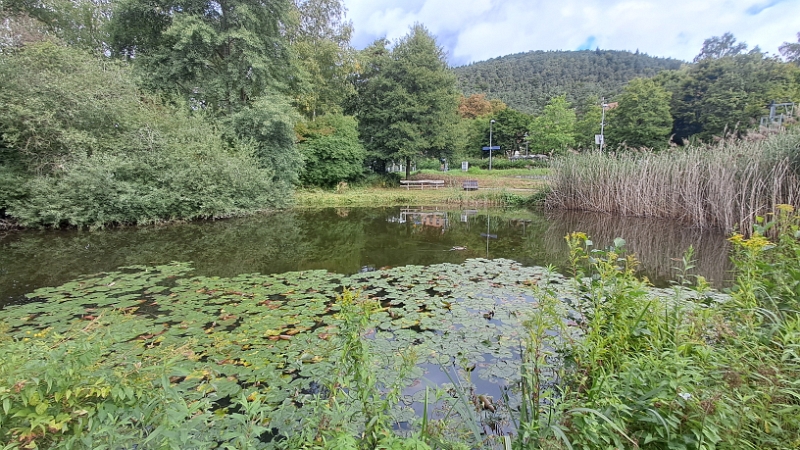 20250830_110354.jpg - Nach einer sehr ruhigen Nacht wollen wir eine Wanderung machen und laufen zunächst durch den Bürgerpark...