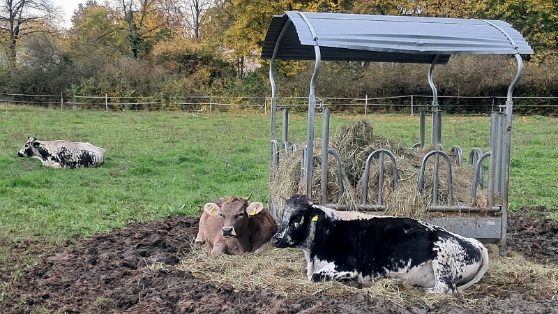 20251101_111224.jpg - ...bei den "Stellplatznachbarn" vorbei...