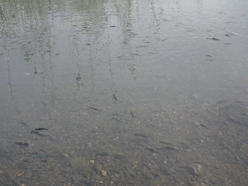 DSC07207.JPG - Aufgrund der dauerhaft warmen Temperaturen haben sich dort tropische Aquarienfische, die vermutlich ausgesetzt wurden, angesiedelt und vermehrt. Dazu gehören hauptsächlich Guppys, Mollys, Welse und Barsche.