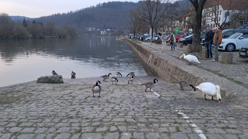 20260306_180800.jpg - Unsere tierischen Nachbarn.