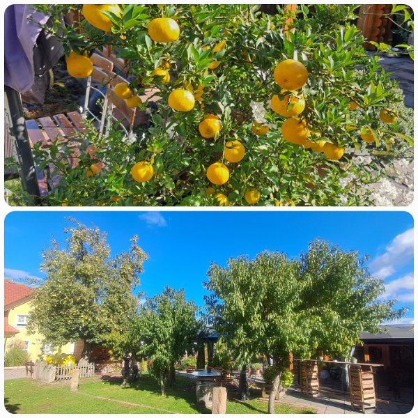 20261010_191233.jpg - Der Garten ist sooo schön angelegt.