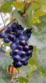 20261010_133004