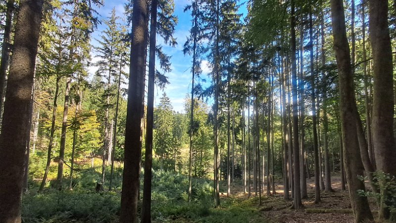 20260912_113620.jpg - ...wenigstens ein paar Kilometer laufen.