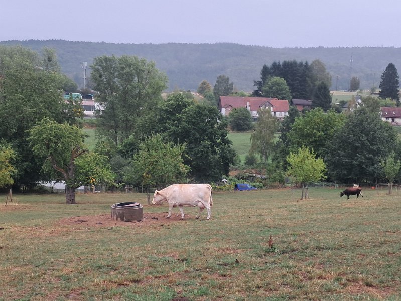 20260913_120221.jpg - Tja, da lacht die Kuh!