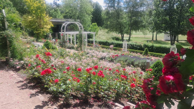 20260613_120409.jpg - Nun kommen wir in den Kurpark bzw. den Rosengarten.