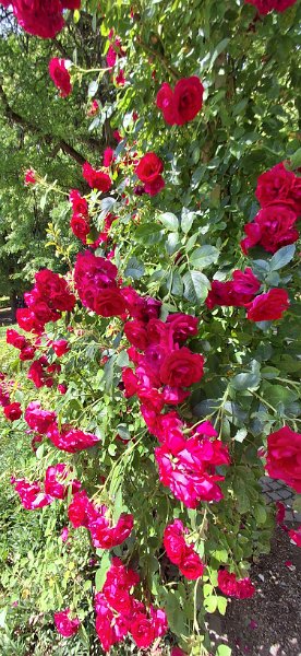 20260613_120436.jpg